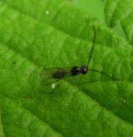 Dacnusa areolaris-1