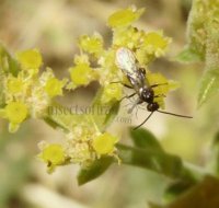 Diaeretiella rapae -1