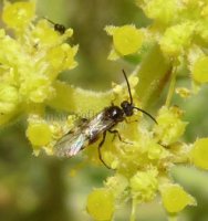 Diaeretiella rapae -2