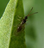 Diaeretiella rapae -3
