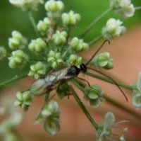 Eubazus pallipes-1