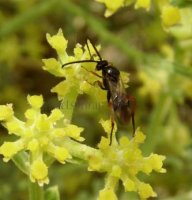 Eubazus tibialis