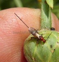 Braconidae-22