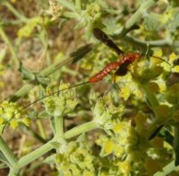 Glyptomorpha sp-4  