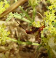 Glyptomorpha sp-5  