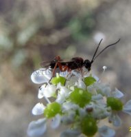 Mesocrina indagatrix