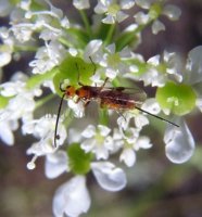 Opiinae sp