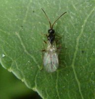 Phaedrotoma reconditor -5