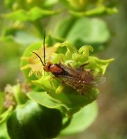Braconidae -4