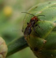 Braconidae -6