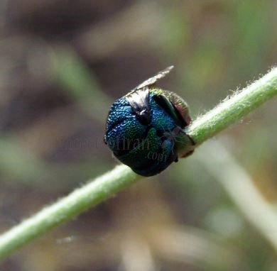 Chrysididae-1