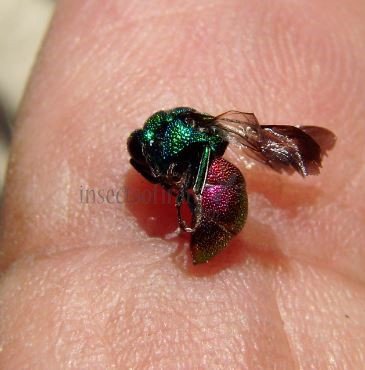 Chrysis ignita -2