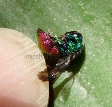 Chrysis ignita -3