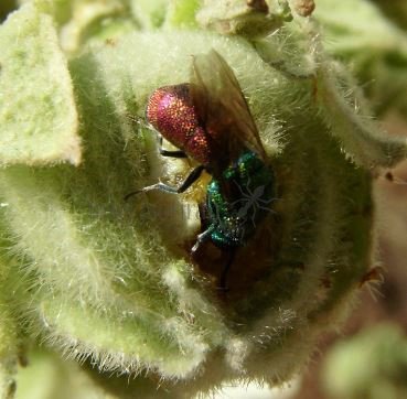 Chrysis ignita -4
