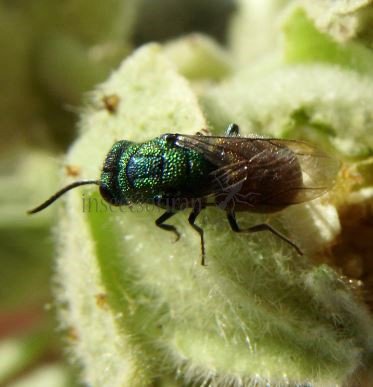 Chrysis ignita -5
