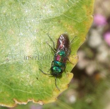 Chrysis illigeri -2