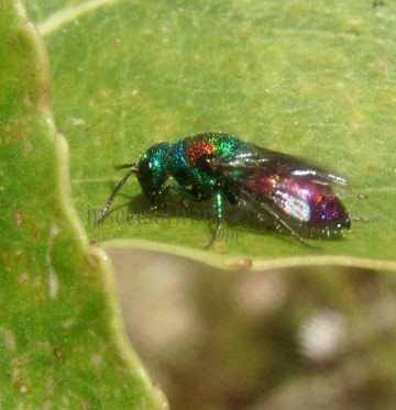 Chrysis illigeri -3