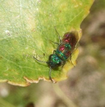 Chrysis illigeri -4