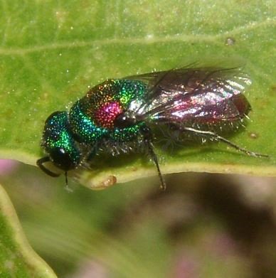 Chrysis illigeri -5