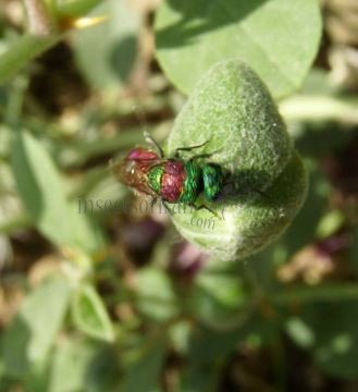 Chrysis illigeri -6