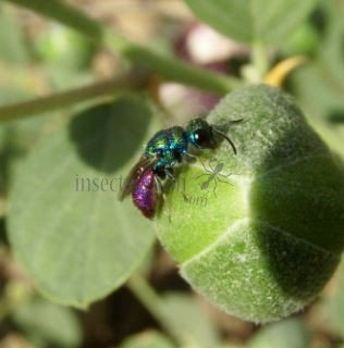 Chrysis longula - 1
