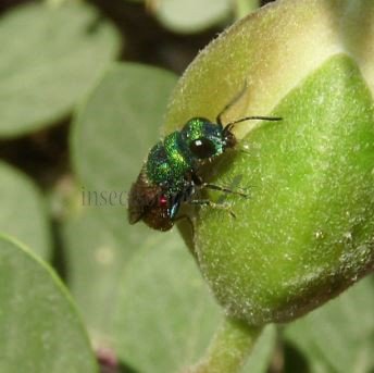 Chrysis longula - 2