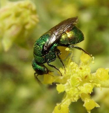 Holopyga ventralis -2