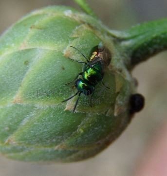 Omalus aeneus -2