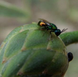 Omalus aeneus -3