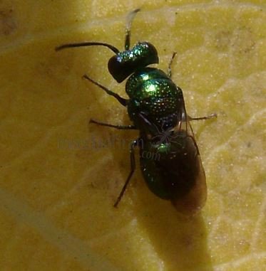  Omalus aeneus -5