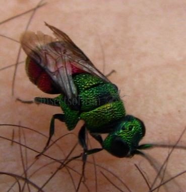 Omalus auratus-1