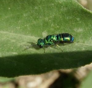 Chrysis chrysoprasina-2