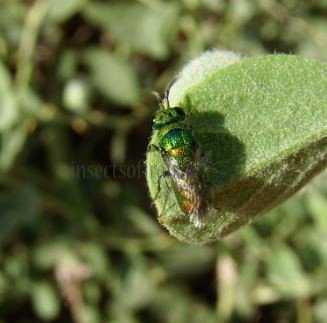 Chrysis chrysoprasina-3