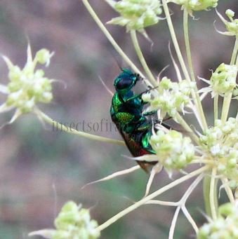 Chrysis ignata-1