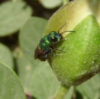 Chrysis longula - 2