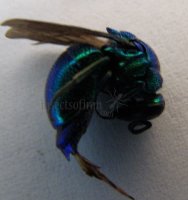 Chrysis sp-2