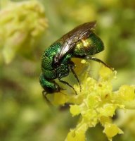 Holopyga ventralis -2