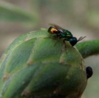 Omalus aeneus -3