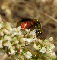 Stilbum cyanurum-3