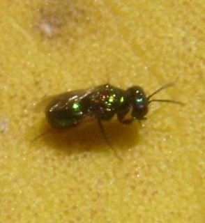 Chrysididae-2