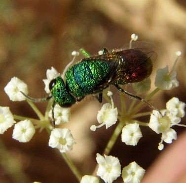 Chrysis blanchardi