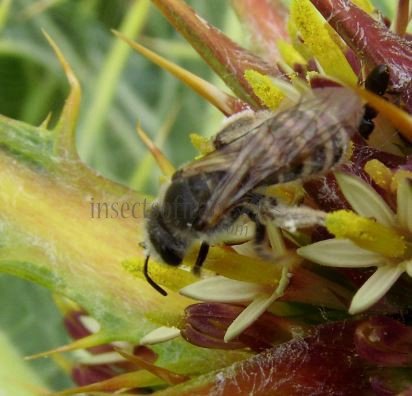 Colletes daviesanus -3