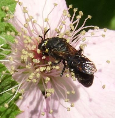 Hylaeus hyalinatus-1