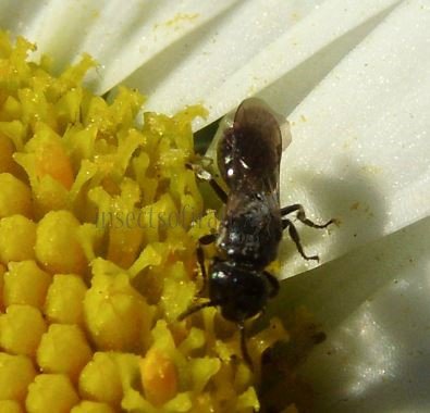 Hylaeus mesillae-7