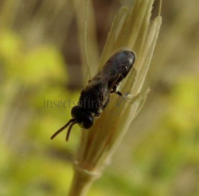 Hylaeus nigritus -1