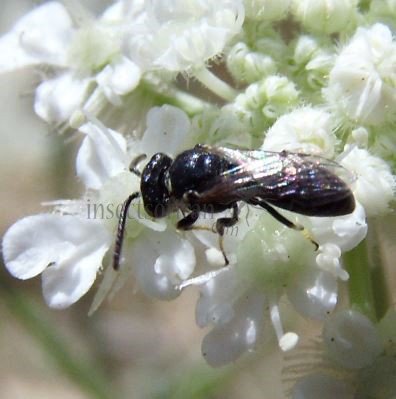Hylaeus nigritus -3