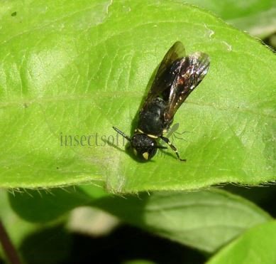 Hylaeus punctulatissimus -3