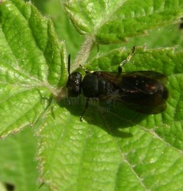 Hylaeus punctulatissimus -4
