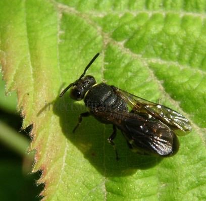 Hylaeus punctulatissimus -5