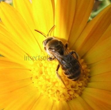 Colletes hederae-1